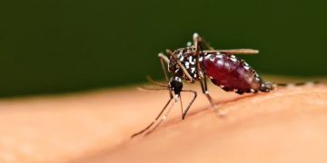 Новый сверхдолгий репеллент от комаров действует более восьми часов