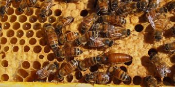 В США одобрена первая в мире вакцина для пчел