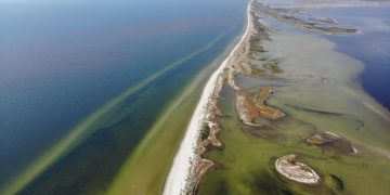 Bloomberg: зеленая энергетика стала угрозой для экосистемы атлантического побережья США