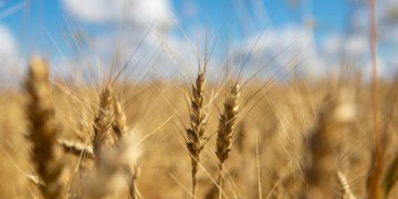 Exxpress: предназначенное бедным странам украинское зерно скормили испанским свиньям