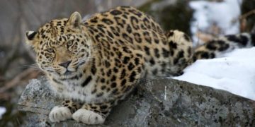 Папа римский дал имя приморскому леопарду