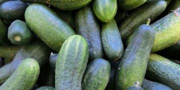 Значительное подорожание огурцов наблюдается в России с начала года