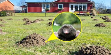 Геосетка от кротов: эффективное решение проблемы кротовых нор