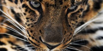 Подопечный леопард папы римского впервые попал на видео во время трапезы