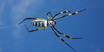 Шелк насекомых оказался отличным материалом для восстановления поврежденных нервов