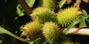 Смертельно опасный сорняк может подарить нашей коже вторую жизнь