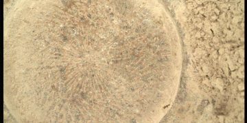 Марс, марсоход Perseverance: Элементарно, мой дорогой ВАТСОН