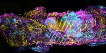 Немецкие ученые нашли способ делать тела существ прозрачными