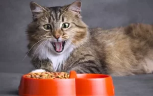 Как выбрать подходящий корм для кошки: советы и рекомендации