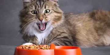 Как выбрать подходящий корм для кошки: советы и рекомендации