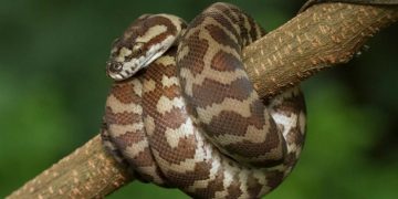 Ученые зафиксировали первый в мире случай паразитарной инфекции мозга человека