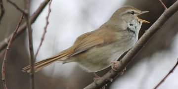 Исследователи утверждают, что техносфера превзойдет биосферу в течение 90 лет