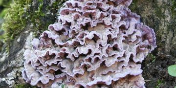 Ученые зафиксировали первый в истории случай заражения человека растительным грибом