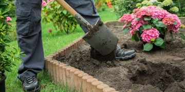 Садовые растения: как выбрать лучшие саженцы для своего сада