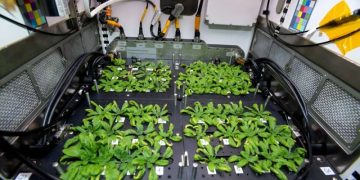 Исследователи проводят эксперименты по выращиванию растений на МКС