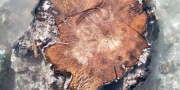 Исследователи выявили крупнейшую солнечную бурю, произошедшую 14 300 лет назад