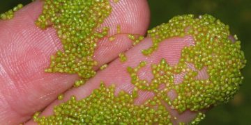 Самое крошечное растение на Земле исследовали в условиях гипергравитации