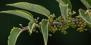 В Бразилии впервые нашли растение-заменитель каннабиса