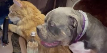 Митрополит Тихон рассказал о своих домашних питомцах