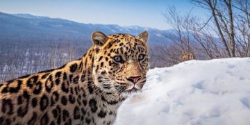 Ученые составили родословные для более чем ста дальневосточных леопардов