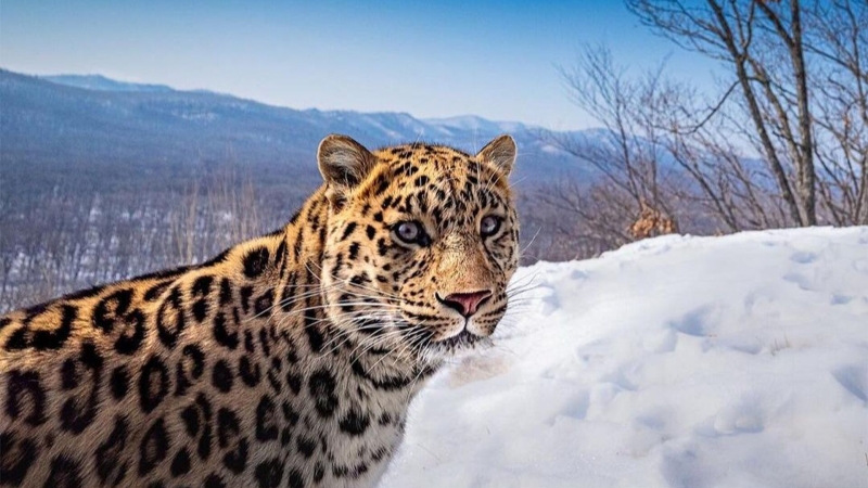 Ученые составили родословные для более чем ста дальневосточных леопардов
