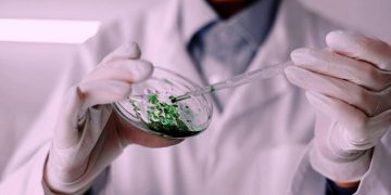 В РФ создан заживляющий аэрогель из водорослей и крабов