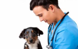Популярные услуги ветеринарной клиники: ветеринарная помощь животным без границ