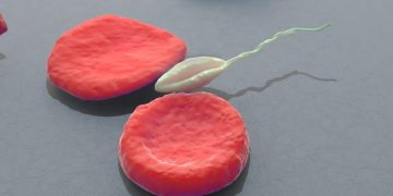 Паразит Leishmania открывает путь к созданию ненаркотических обезболивающих