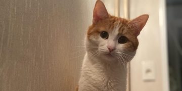 В РПЦ оценили требование наказать проводницу, выбросившую кота Твикса