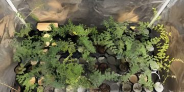 Исследователи вырастили нут, используя лунную пыль в качестве почвы