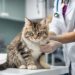 Кошка в доме: какие прививки обязательны для безопасности здоровья вашего питомца