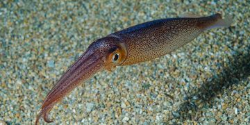 Печень кальмара поможет в борьбе с болезнями почек и не только