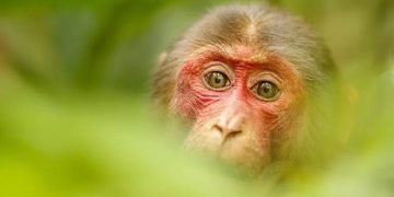 Ученые ЛЭТИ создали нейросеть, оперативно диагностирующую оспу обезьян