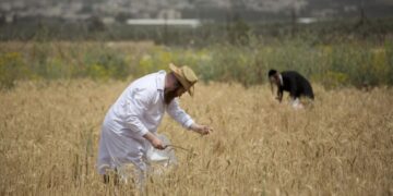 Раввин рассказал, о чем важно помнить в праздник Шавуот