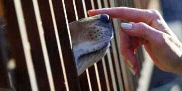 Буддисты оценили решение Конституционного суда о бездомных животных