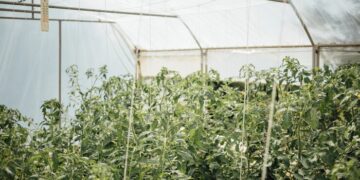 Производство теплиц из поликарбоната: технологии и особенности