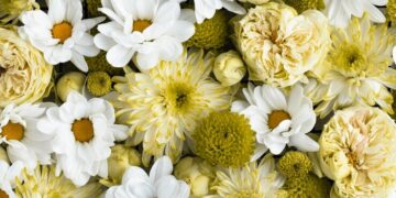 Саженцы хризантем: как выбирать