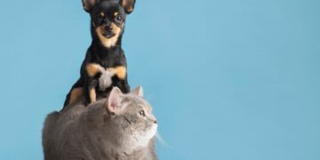 Франшиза зоомагазина: преимущества, требования и перспективы