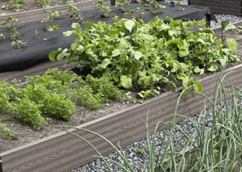 Грядки из ДПК